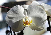 17th Mar 2013 - Orchid