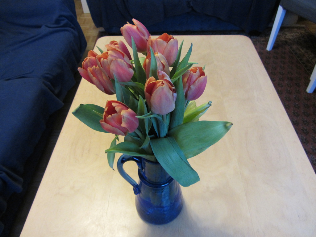 Tulips are nice in winter by annelis