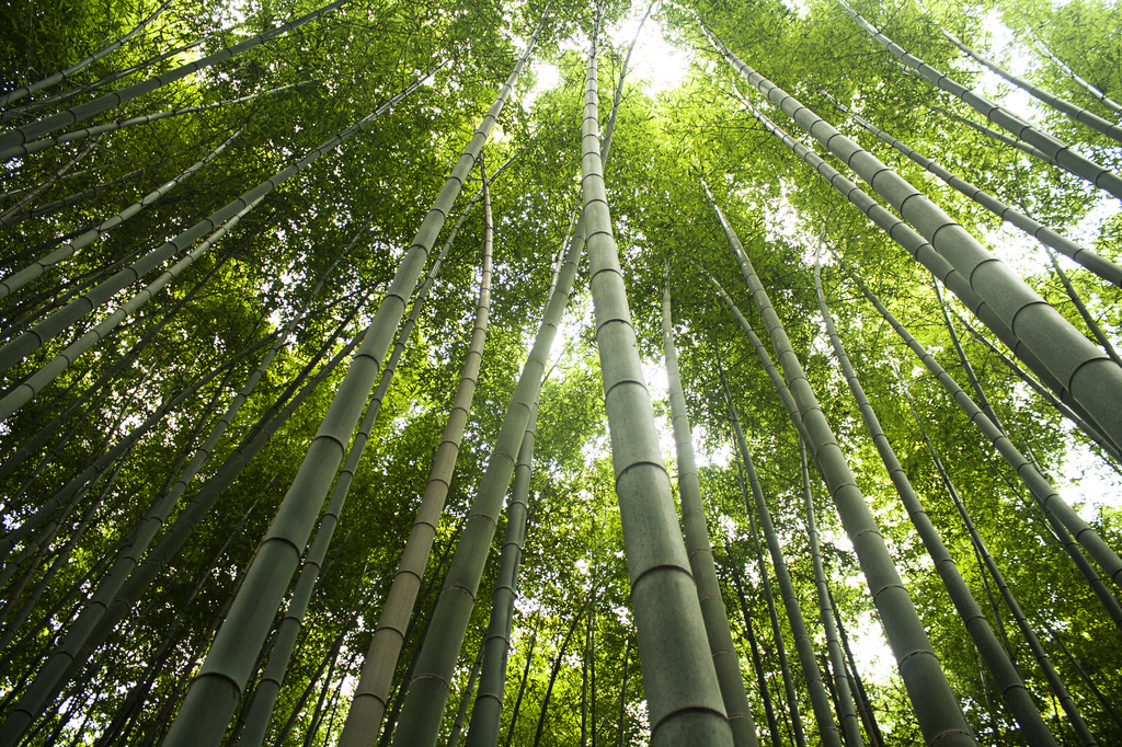 In the bamboo grove by lily