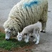 first 'lamb' lesson: How to eat........... by quietpurplehaze