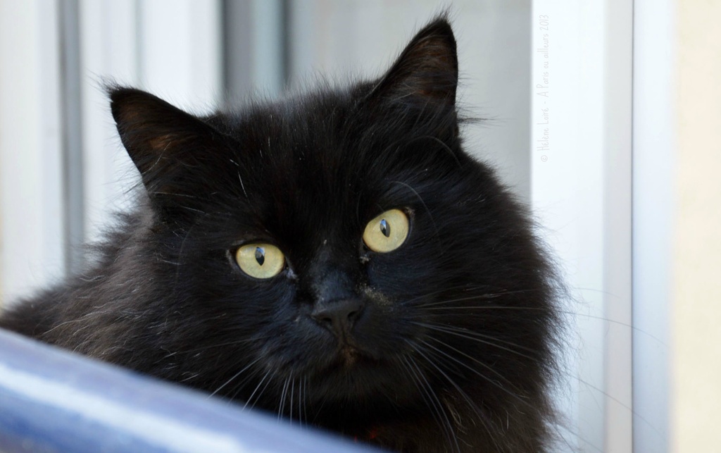 Cat waiting outside  by parisouailleurs