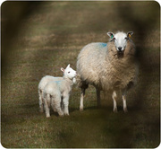 18th Mar 2013 - 18th March - Lamb