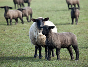 18th Mar 2013 - 18th March - Black faced Lamb