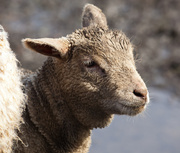 16th Mar 2013 - 18th March - Dirty Lamb