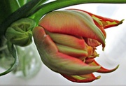 18th Mar 2013 - tulip