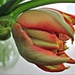 tulip by quietpurplehaze