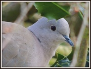 18th Mar 2013 - Collared dove