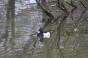 18th Mar 2013 - Tufted duck