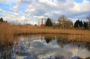 18th Mar 2013 - Reed & Cloud reflections