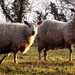 lamb - 18-3 by barrowlane