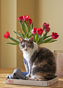 18th Mar 2013 - The Cat, as Vase.