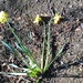 Daffodils suffering from the harsh weather by jennymdennis