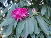 16th Mar 2013 - Rhodendron at Saltram House 