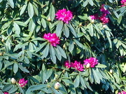13th Mar 2013 - Rhodedendrons coming into  flower at Saltram House