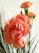 19th Mar 2013 - "Carnations"