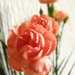 "Carnations" by beryl