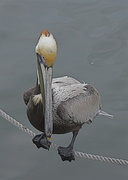 18th Mar 2013 - Pelican Balancing on Anchor Line