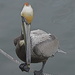 Pelican Balancing on Anchor Line by rob257