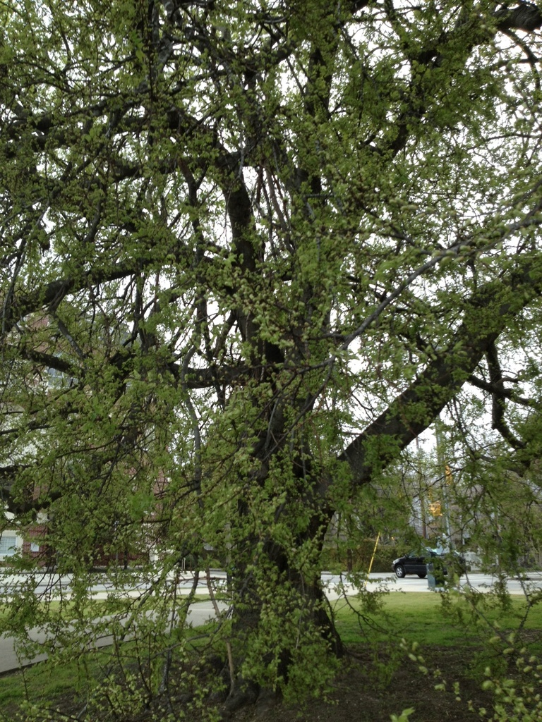Hackberry tree, early Spring, Charleston, SC by congaree