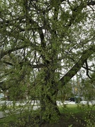 18th Mar 2013 - Hackberry tree, early Spring, Charleston, SC