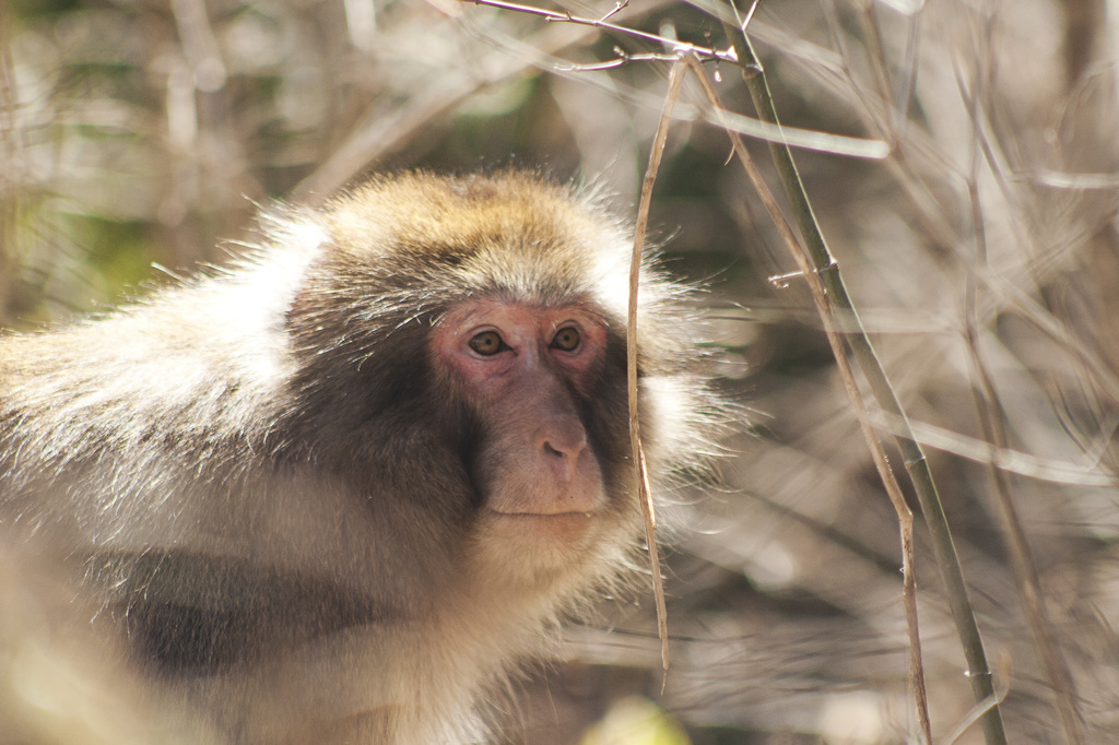Wild Japanese monkey by lily