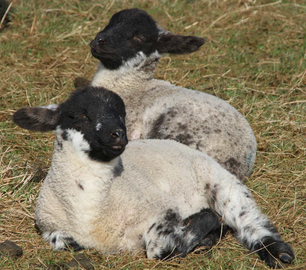 first rays (could these lambs possibly look any more content to be sitting in the sun?) by jantan