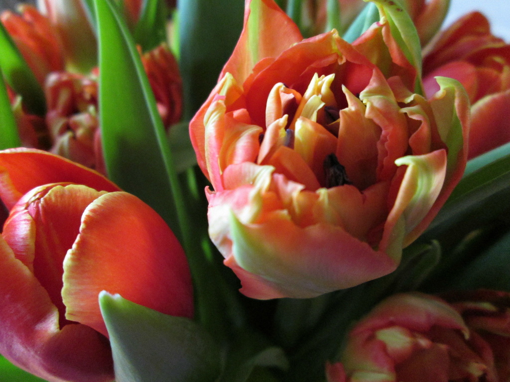 just tulips by quietpurplehaze