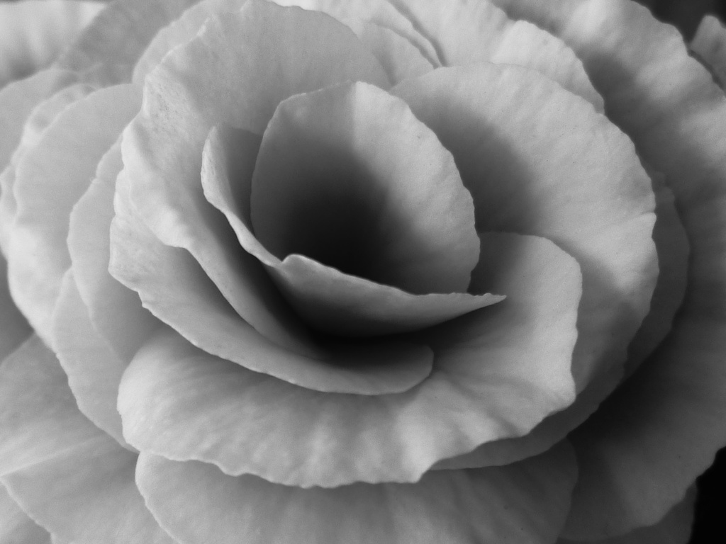Elegance - Black and White by denisedaly