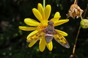 10th Aug 2010 - Bee Fly 