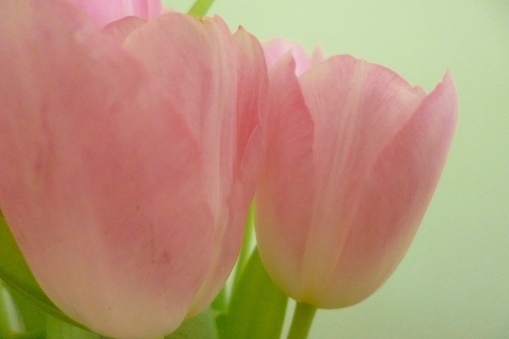 Pink Tulips by lellie
