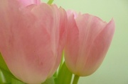18th Mar 2013 - Pink Tulips