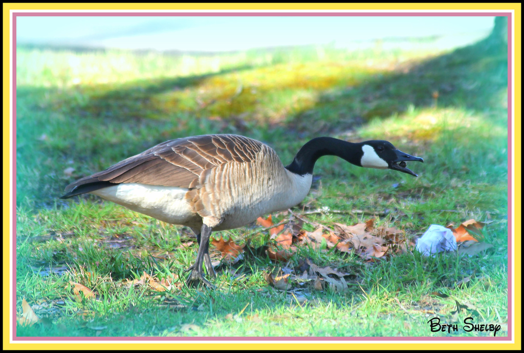 Like long necked Goose by vernabeth