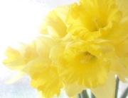 19th Mar 2013 - Floral Sunshine