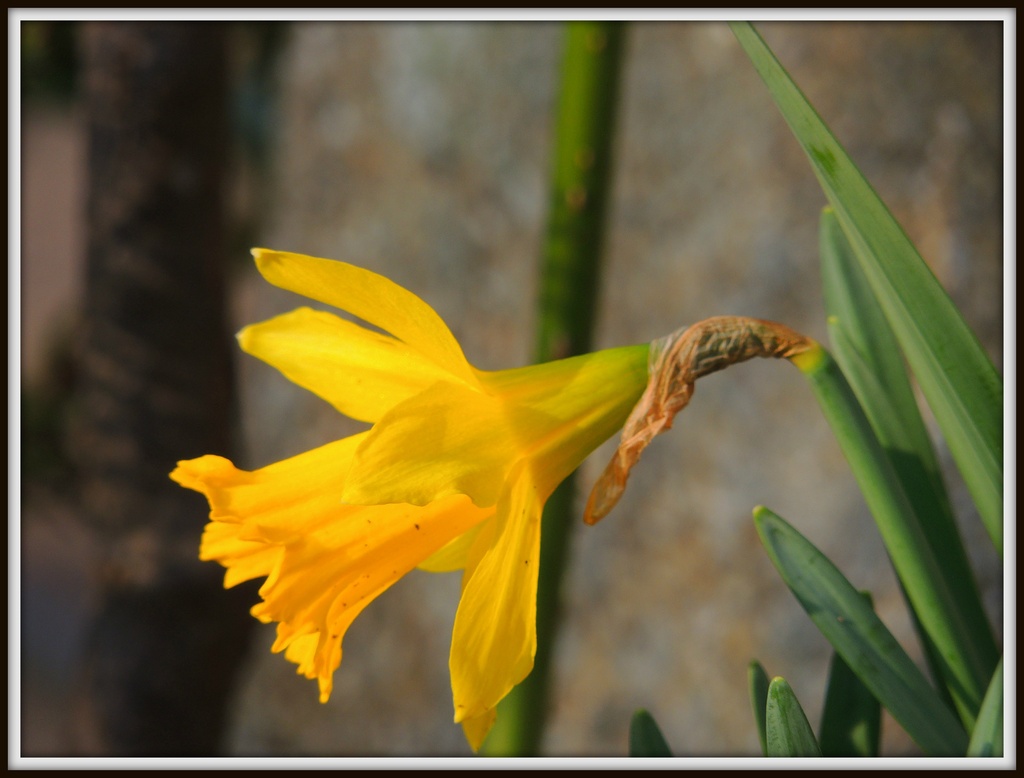 Daffodil by rosiekind