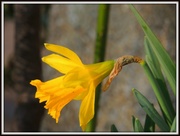 19th Mar 2013 - Daffodil