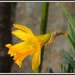 Daffodil by rosiekind