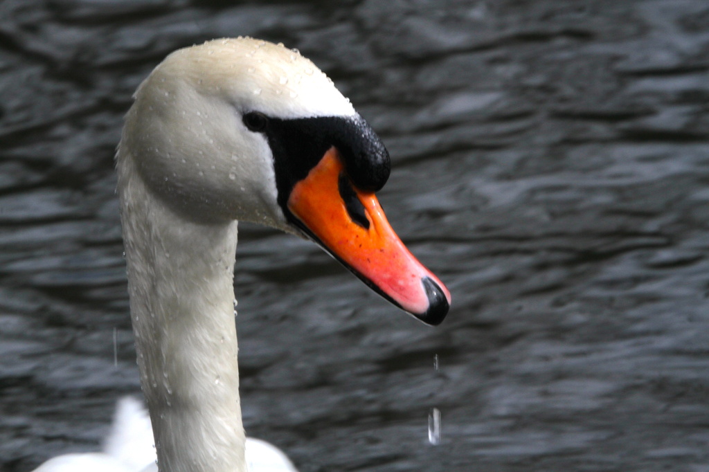 Regal swan by padlock