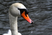 19th Mar 2013 - Regal swan
