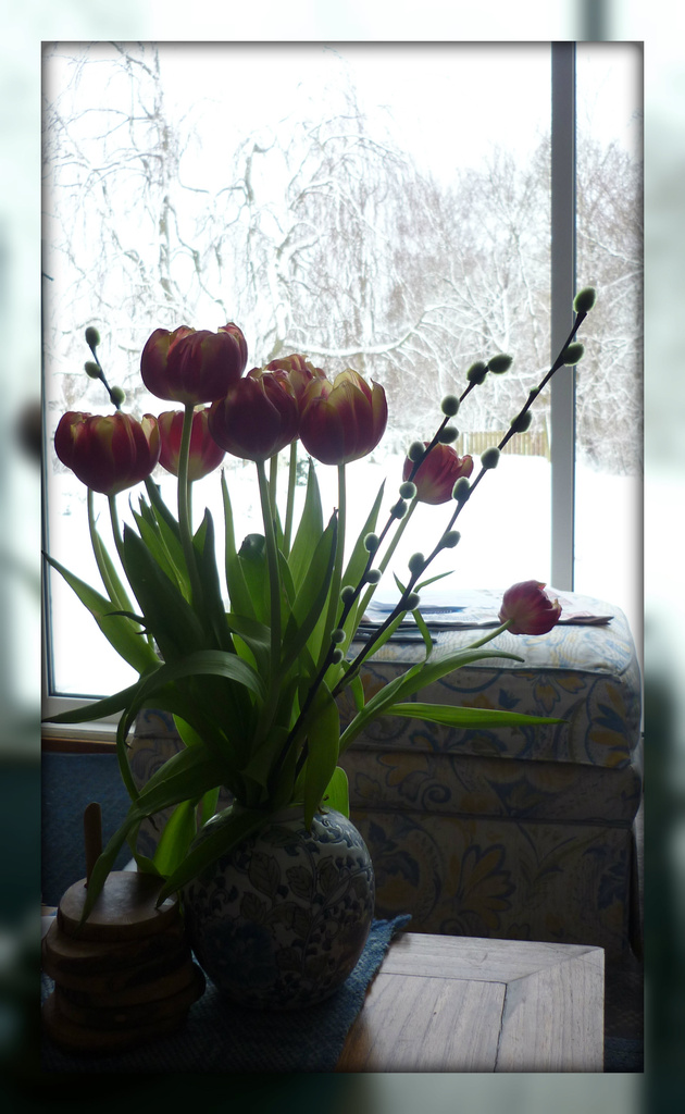 tulips and white out by sarah19