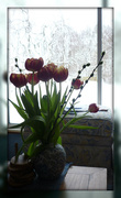19th Mar 2013 - tulips and white out