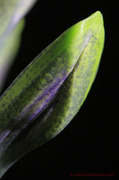 19th Mar 2013 - Bud of a Hyacinth
