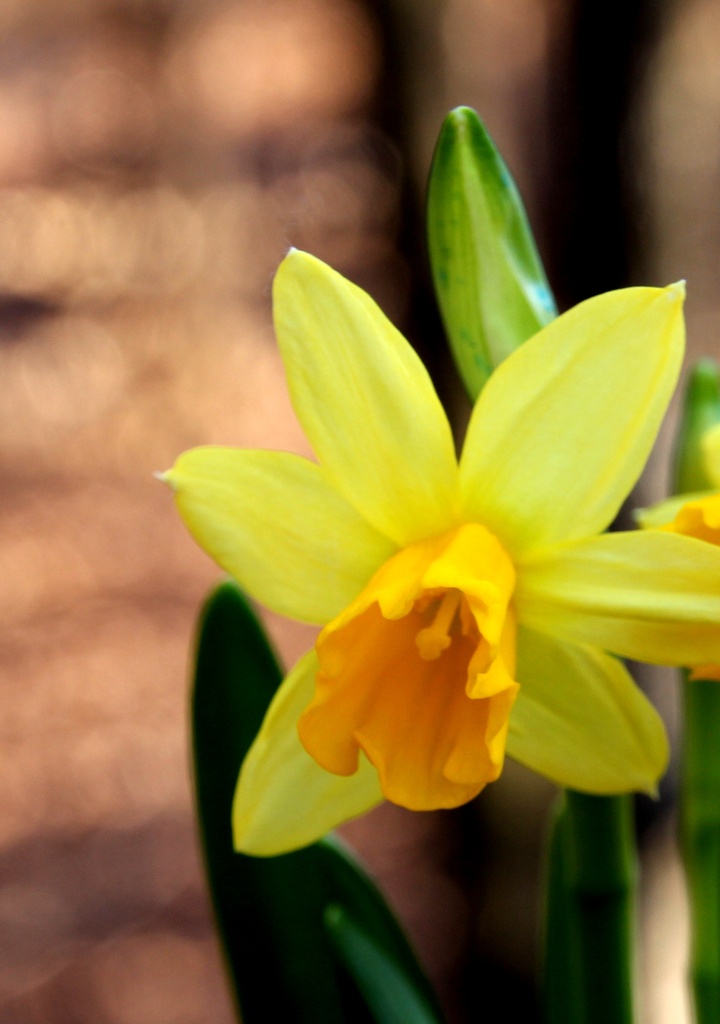 Daffodil by tara11