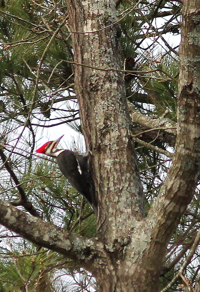 Piliated Woodpecker by tara11