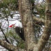 Piliated Woodpecker by tara11