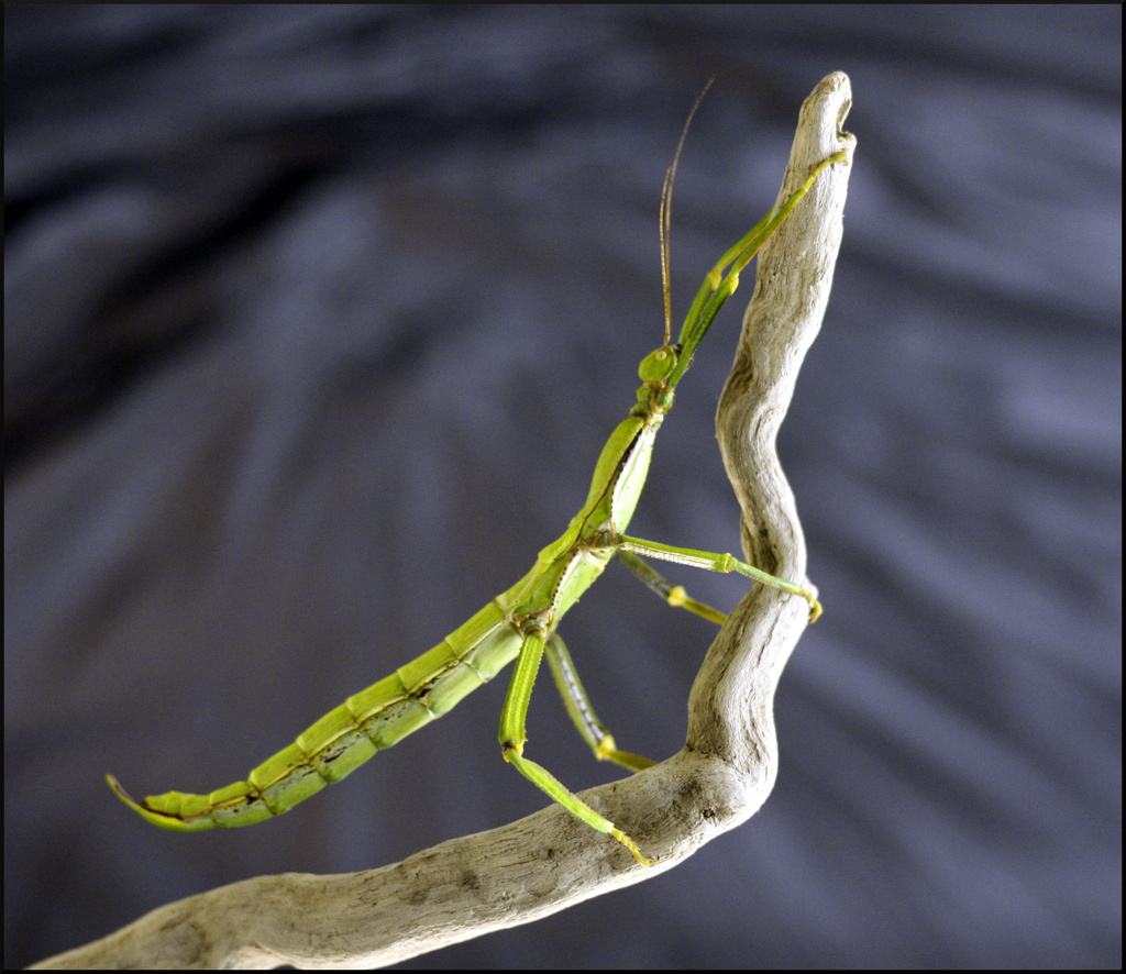Stick insect on a twig by phil_howcroft