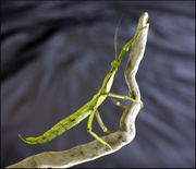 18th Mar 2013 - Stick insect on a twig