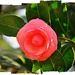 Camellia by peggysirk