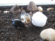 19th Mar 2013 - Planter Kitty and Snowball