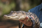 19th Mar 2013 - Small 'Gator at Weeki Wachee, Florida