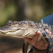 Small 'Gator at Weeki Wachee, Florida by rob257